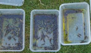 Earwigs are garden pests in soil that can be found almost everywhere in the world. Earwigs
