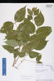 Image result for Millettia pinnata