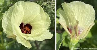 Image result for Cienfuegosia digitata