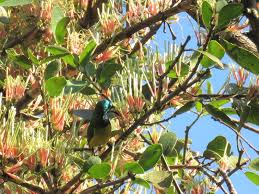 Image result for Erianthemum dregei