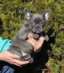 French bulldog · stratford, wi. French Bulldog Puppies For Sale Menomonie Wi 215315