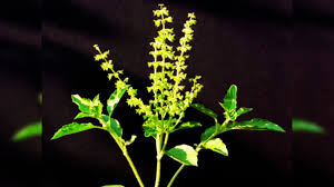 Tulsi Puja Benefits,Dhanurmas 2024: ಧನುರ್ಮಾಸದಲ್ಲಿ ತುಳಸಿ ಪೂಜೆ ಮಾಡಿದರೆ ಜೀವನ  ಹೀಗಿರುತ್ತೆ.! - must worship tulsi during dhanurmasam to get abundant of  wealth - vijaykarnataka