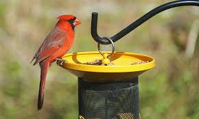 The black mask and chin contrast with a heavy red bill. 15 Cardinal Bird Facts You Didn T Know 2021 World Birds