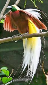 Pengen tau selengkapnya jenis dan gambar burung yang sudah populer? 870 Gambar Burung Cendrawasih Paling Cantik Di Dunia Gratis Terbaru Gambar Hewan