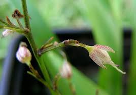 Image result for Anthericaceae