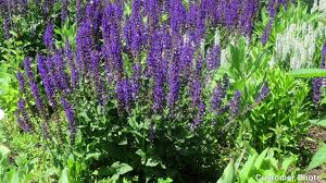 Even so, it's packed with a variety of important nutrients and compounds. Blue Hill Meadow Sage Salvia Nemorosa American Meadows