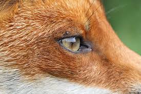Some people love both dogs and cats and own these pets. Red Fox Senses Wildlife Online