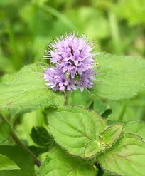 Image result for Mentha aquatica