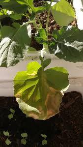 It's important to keep an eye on the texture and color of all parts of your broccoli plants, including the stems, heads, and leaves. Why Would A Broccoli Plant Have Grey Patches On Only A Single Leaf Gardening Landscaping Stack Exchange