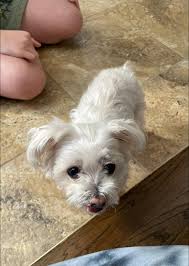 Lost Husky Found Near Island Tingz and 1960 in Houston