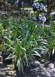 Image result for Agapanthus codii