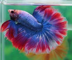 Male Fancy Halfmoon Blue Red White Huge Fins And Tail He Is Top Quality He Is Thai Import From A Big Popular Betta Fis Betta Fish Live Aquarium Fish Betta