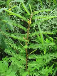 Image result for Chamaecrista polytricha