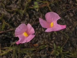 Image result for Utricularia appendiculata
