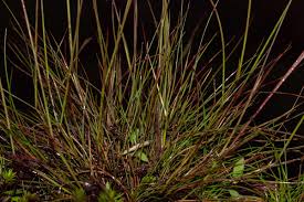 Image result for Microchloa