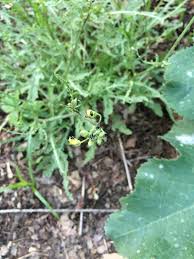 Maybe you would like to learn more about one of these? How Do I Get Rid Of These Flea Beetles Organically Gardening