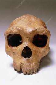 The incident took place in october last year when rspca broken hill responded to a cruelty complaint reporting that a man had kicked a dog to death. Fossil Skull Of Rhodesia Man Stock Image E438 0025 Science Photo Library