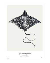 Spotted at the sydney sea life aquarium 1. Ocean Spotted Eagle Ray Spotted Eagle Ray Deer Art Ocean Print