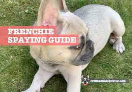 French bulldog temperament, personality, training, behavior, pros and cons, advice, and information, by michele welton, dog trainer, behavioral consultant, author of 15 dog books. French Bulldog Spaying Pros Cons Costs Complications Recovery