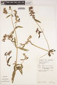 Image result for Dissotis irvingiana