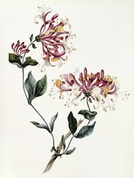 Pin By Melissa Eastuke On Tattoo Ideas Honeysuckle Tattoo Flower Drawing Vine Tattoos
