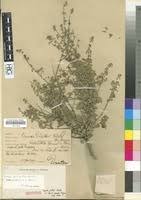 Image result for Tinnea rhodesiana