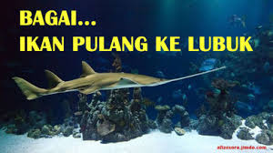 Ikan pulang ke lubuk =telah kembali ke tempat (asalnya) yang dicintainya. Pintu Masuk Website Of Afizexora