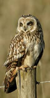 30 Eulen Zeichnen Ideen Eulen Zeichnen Eule Eule Zeichnung