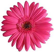 Dark Pink Gerbera With Dark Center Wholesale Flowers Wholesale Flowers Wedding Pink Gerbera