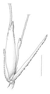 Image result for Chloris pycnothrix