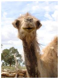 Master the sounds of mandarin chinese using the yoyo chinese interactive pinyin chart featuring video and audio demonstrations for each possible pinyin sound. Great Gobi Kids Corner The Wild Camel Protection Foundation
