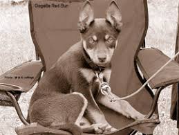 The Working Kelpie As A Pet