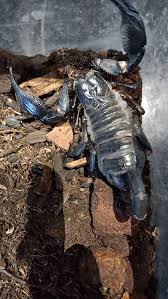 Image result for Enneapogon pretoriensis