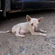 pomoshchzhivotnymizyum (@dog_cat_izyum) · Izium