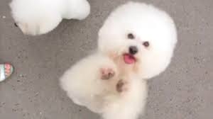 pin na doske dog lovers