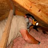 Scorpion, cockroach, mice, spider, flea let us customize a package to fit your specific pest control needs in phoenix az today. Desert Sky Pest Control Glendale Az