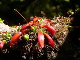 Image result for Halleria elliptica