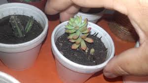 Sustrato para cactus y suculentas $300. Nuevas Plantas Cactus Y Suculentas By Mariana Campos Jardin Cactusero