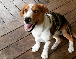 She has a life span of 12 to 15 years and can be very entertaining but also will have her stubborn moments so is best with experienced dog owners. 36 Basset Hound Mixes To Fall In Love With Right Now K9 Web