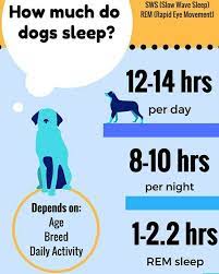 Dog Sleep Needs Dogs Hero Paws Life After Service Facebook