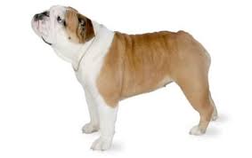 Olde english bulldogges may look tough, but they tend to have a docile and gentle nature with a sweet disposition. Bulldog Dog Breed Information Pictures Characteristics Facts Dogtime