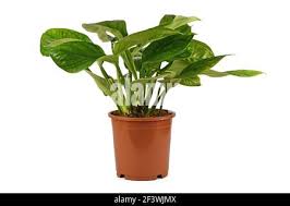 Image result for Bidens pinnatipartita