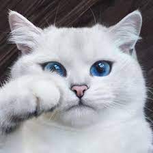 Foto Kucing Kucing Paling Cantik Di Dunia Gambar Kucing Lucu Foto Kucing Lucu Kucing Lucu