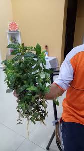 Peringatan maulid nabi sudah menjadi kebiasaan warga setempat sebagai bentuk cinta kepada baginda nabi muhammad saw. íŠ¸ìœ„í„°ì˜ Yongjer ë‹˜ Sekadar Nak Berkongsi Kepada Sesiapa Yg Mempunyai Masalah Gout Penawarnya Dikawasan Padang Atau Tepi Jalan Namanya Pokok Susu Nabi Ambil 5 Ke 6 Pokok Tersebut Dari Hujung Hingga Ke Akar Basuh Bersih