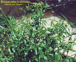 Image result for Ranunculus sceleratus