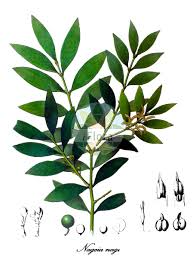 Image result for Podocarpaceae