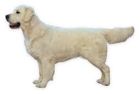 Image result for zlatý retrívr