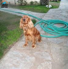 Cok Akilli Ve Uysal Olan Ingiliz Cocker Guzei Kizimizi Bodrum Icerisine Ucretsiz Olarak Sahiplendirmek Istiyoruz Http Www Kopekdunyasi Com Saf Ingiliz Kizlar