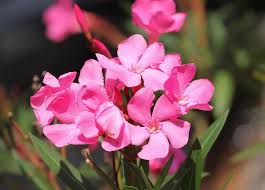 These extrafloral nectaries (efn)provide an additional food source for hummingbirds, ladybugs and other insects, especially during extreme weather conditions. Best Florida Plants For Honeybees 14 Easy To Grow Flowering Plants