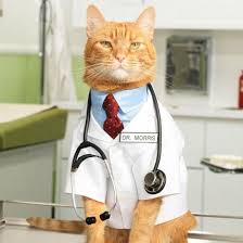 kedim cok hizli nefes alip veriyor kedi hayvanlari blog